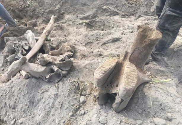 Foto - Tarlasını süren çiftçiyi şoke eden olay! Topraktan fışkırdı
