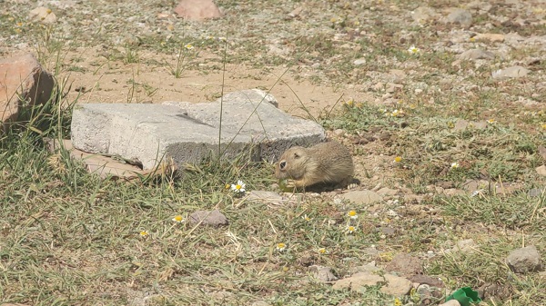 Foto - Tarlaya giren fareye üzüm ikram etti