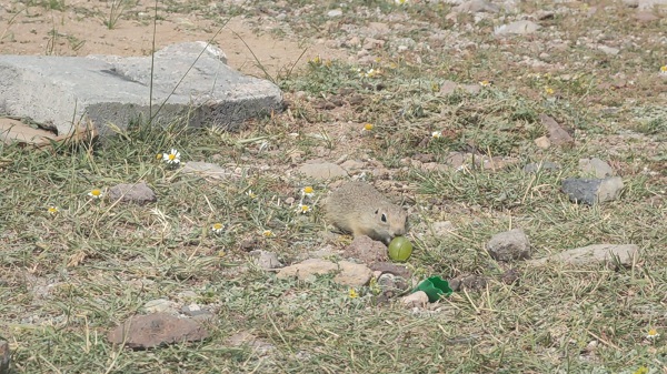 Foto - Tarlaya giren fareye üzüm ikram etti