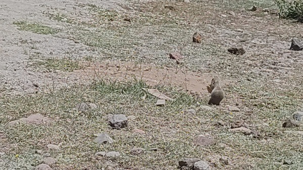 Foto - Tarlaya giren fareye üzüm ikram etti