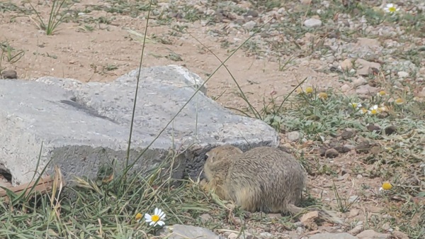 Tarlaya giren fareye üzüm ikram etti