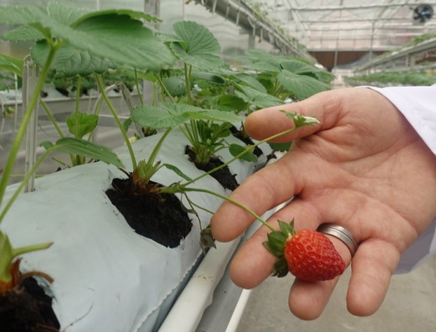 Foto - Tartar lekelerini dişlerinizden çıkarmanın 10 yolu! Artık gece gündüz şok görüntü: Işıl Işıl! Önlem alın