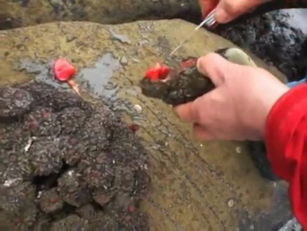 Foto - Taş sandığı şey bakın ne çıktı!