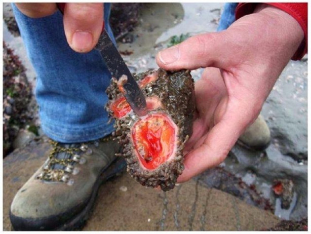 Foto - Taş sandığı şey bakın ne çıktı!