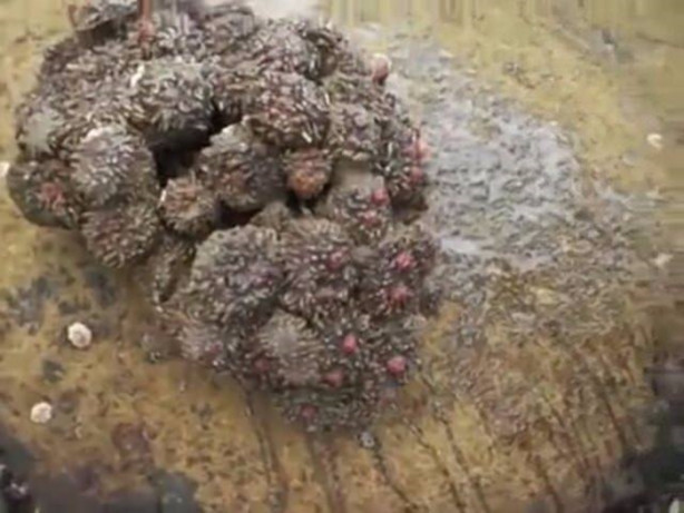 Taş sandığı şey bakın ne çıktı!