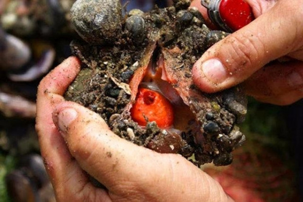 Foto - Taş sandığı şey bakın ne çıktı!