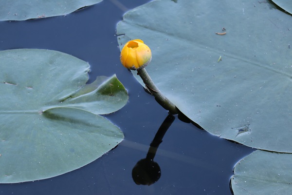 Foto - Tatilciler aman dikkat! Bu çiçeği sakın kopartmayın