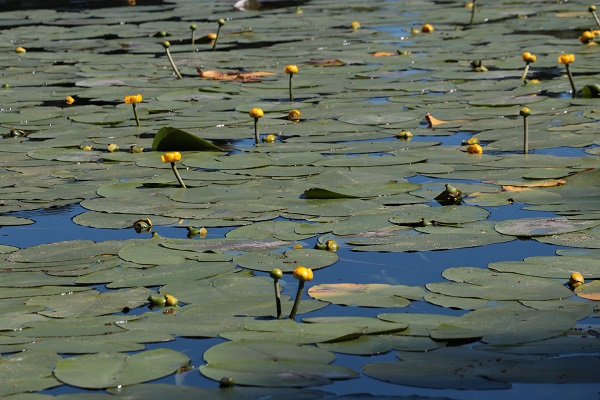 Foto - Tatilciler aman dikkat! Bu çiçeği sakın kopartmayın