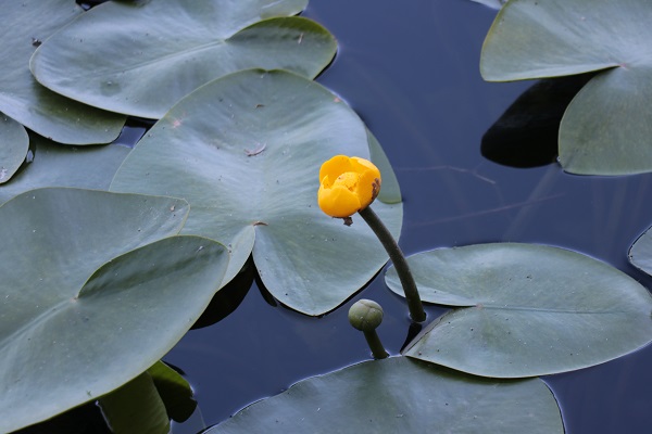 Foto - Tatilciler aman dikkat! Bu çiçeği sakın kopartmayın