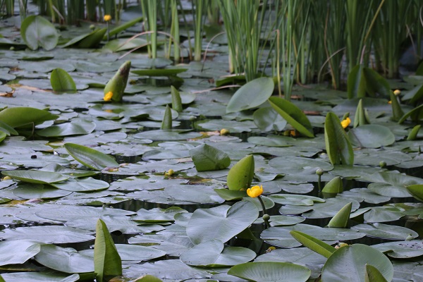 Foto - Tatilciler aman dikkat! Bu çiçeği sakın kopartmayın