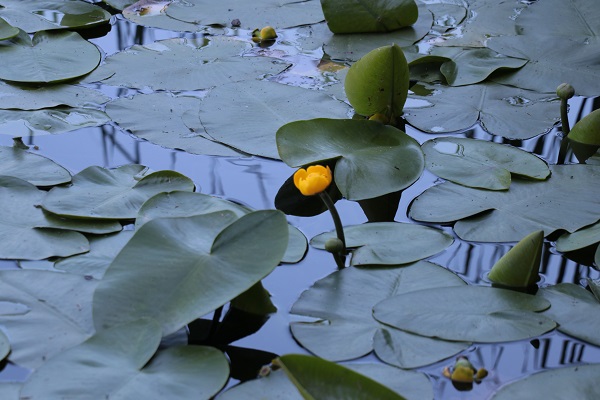 Tatilciler aman dikkat! Bu çiçeği sakın kopartmayın