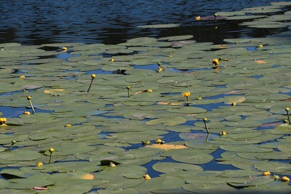 Foto - Tatilciler aman dikkat! Bu çiçeği sakın kopartmayın