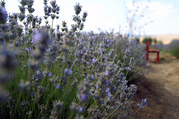 Tatilde gördü köyüne dönüp aynısını yaptı! 