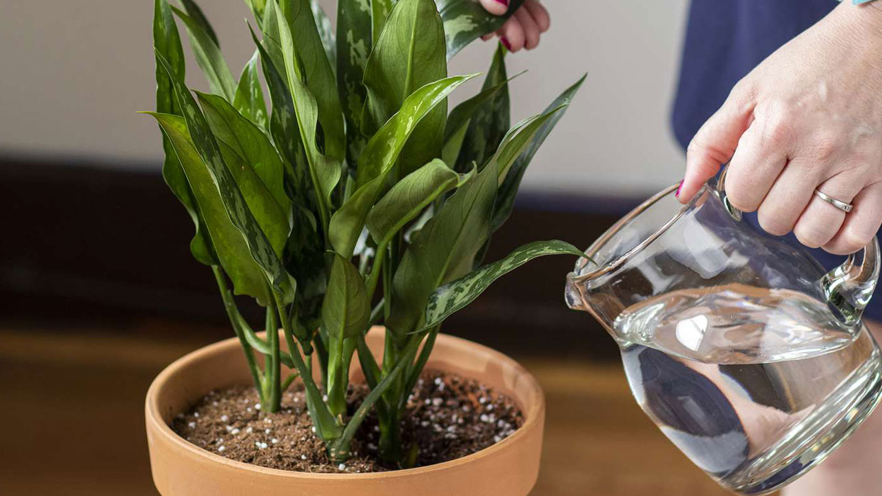 Foto - Tatile giderken bitkilerinizin kurumasını önleyin: 12 etkili yöntemle yeşil dostlarınızı hayatta tutun