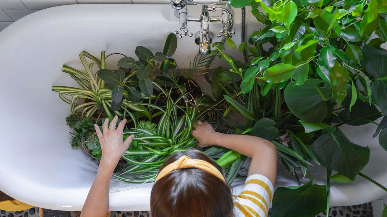 Foto - Tatile giderken bitkilerinizin kurumasını önleyin: 12 etkili yöntemle yeşil dostlarınızı hayatta tutun