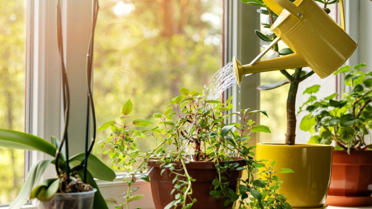Foto - Tatile giderken bitkilerinizin kurumasını önleyin: 12 etkili yöntemle yeşil dostlarınızı hayatta tutun