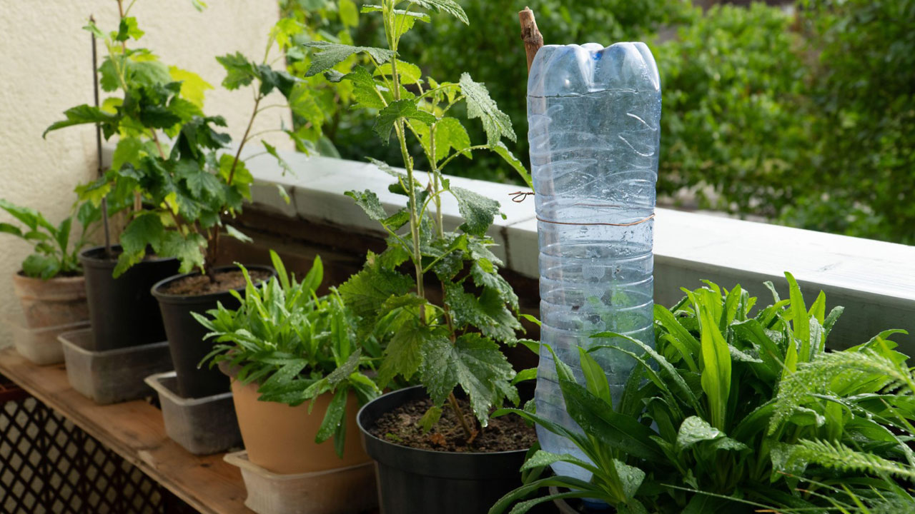 Foto - Tatile giderken bitkilerinizin kurumasını önleyin: 12 etkili yöntemle yeşil dostlarınızı hayatta tutun