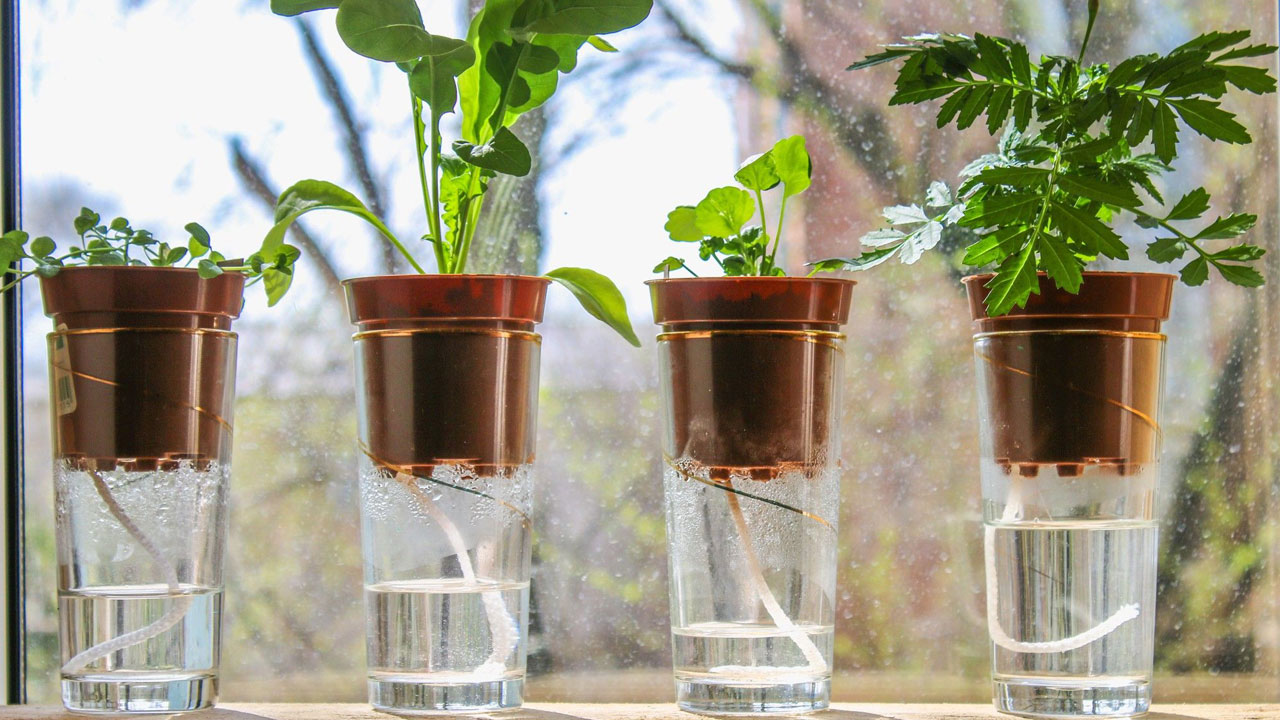 Foto - Tatile giderken bitkilerinizin kurumasını önleyin: 12 etkili yöntemle yeşil dostlarınızı hayatta tutun