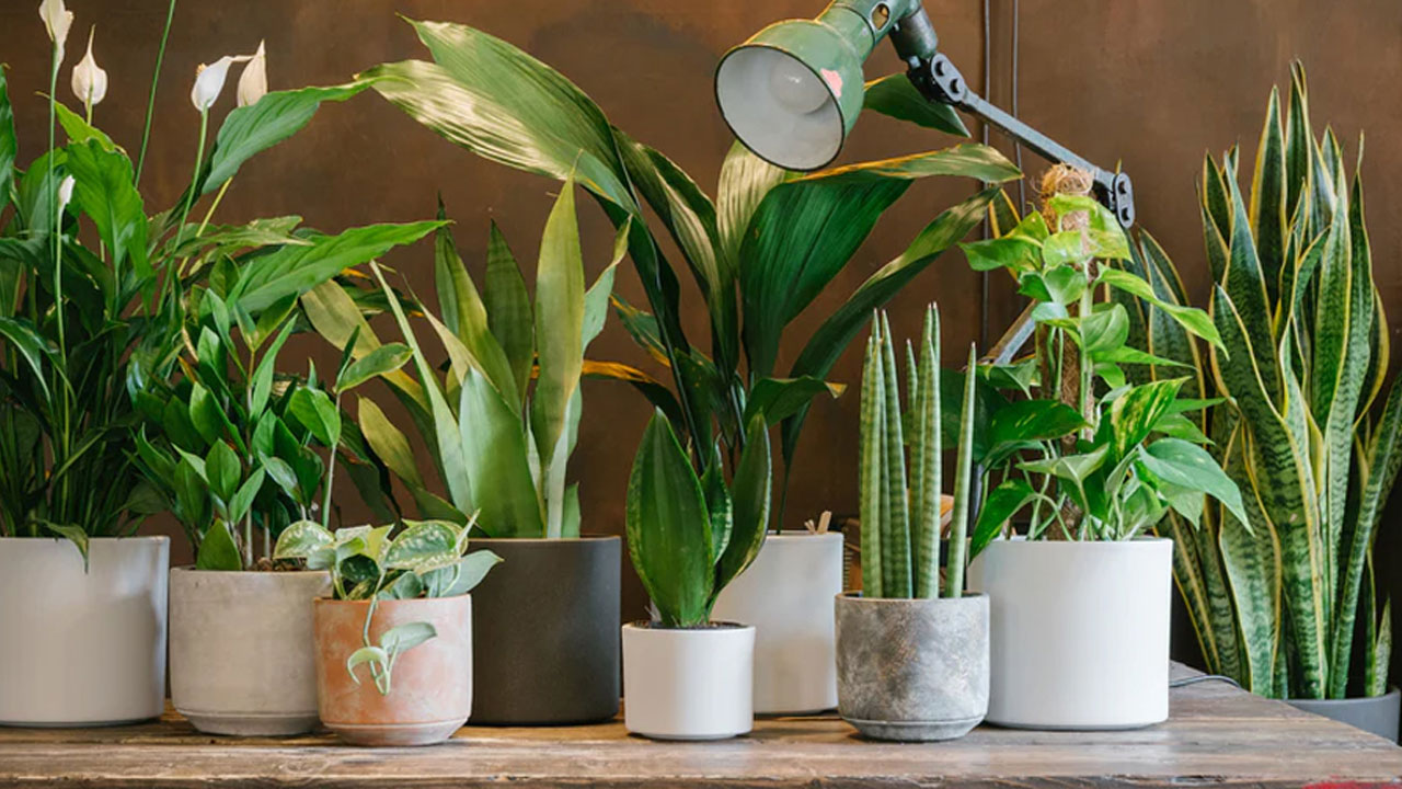 Foto - Tatile giderken bitkilerinizin kurumasını önleyin: 12 etkili yöntemle yeşil dostlarınızı hayatta tutun