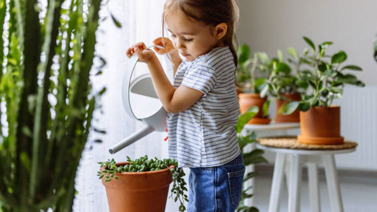 Foto - Tatile giderken bitkilerinizin kurumasını önleyin: 12 etkili yöntemle yeşil dostlarınızı hayatta tutun
