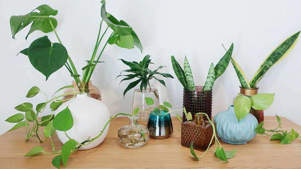 Foto - Tatile giderken bitkilerinizin kurumasını önleyin: 12 etkili yöntemle yeşil dostlarınızı hayatta tutun