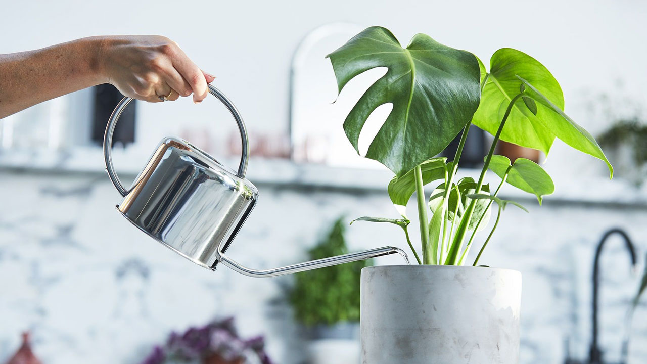 Foto - Tatile giderken bitkilerinizin kurumasını önleyin: 12 etkili yöntemle yeşil dostlarınızı hayatta tutun