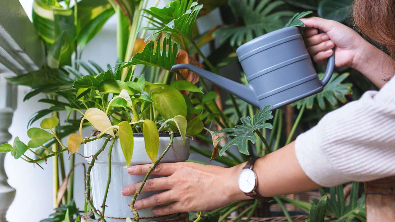 Foto - Tatile giderken bitkilerinizin kurumasını önleyin: 12 etkili yöntemle yeşil dostlarınızı hayatta tutun