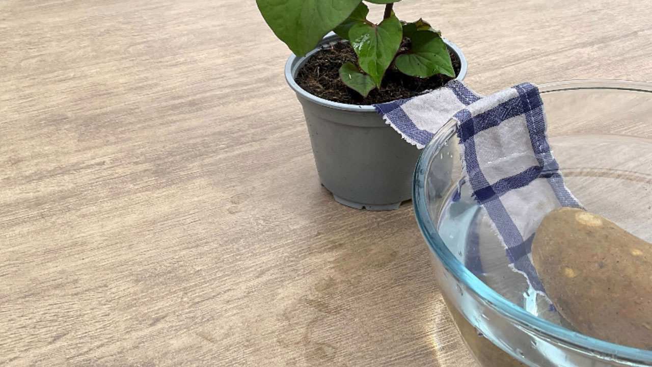 Foto - Tatile giderken bitkilerinizin kurumasını önleyin: 12 etkili yöntemle yeşil dostlarınızı hayatta tutun