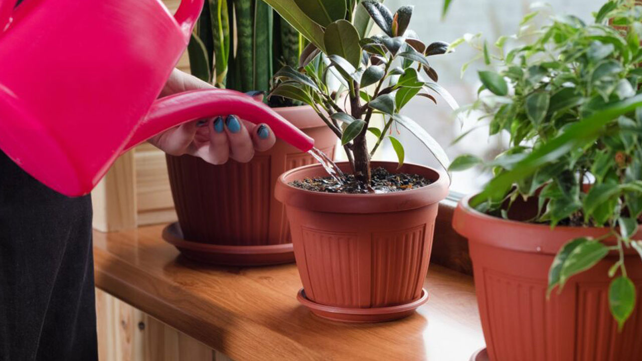 Tatile giderken bitkilerinizin kurumasını önleyin: 12 etkili yöntemle yeşil dostlarınızı hayatta tutun