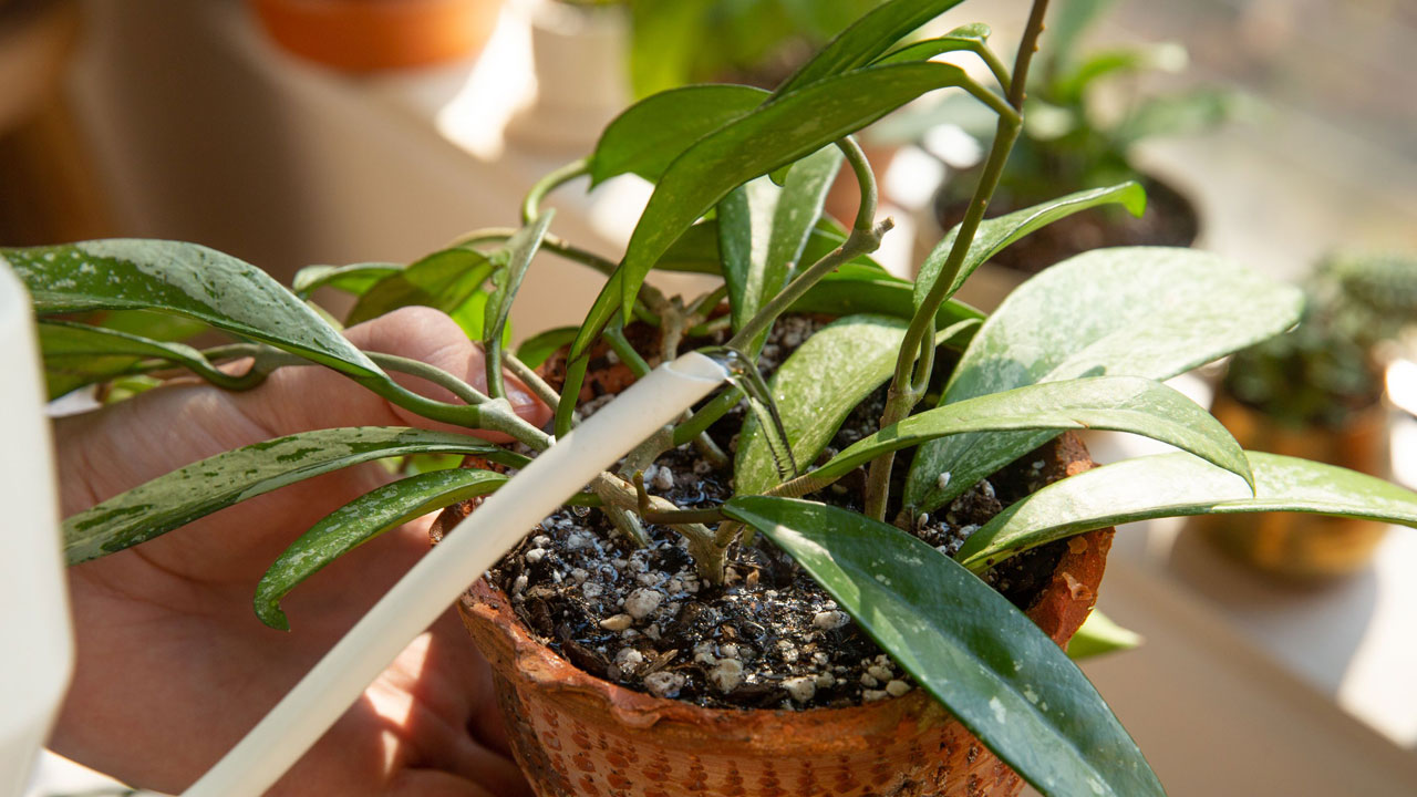 Foto - Tatile giderken bitkilerinizin kurumasını önleyin: 12 etkili yöntemle yeşil dostlarınızı hayatta tutun