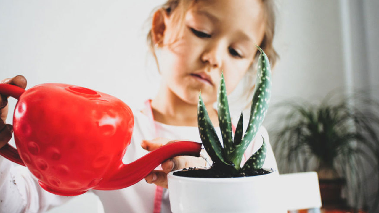 Foto - Tatile giderken bitkilerinizin kurumasını önleyin: 12 etkili yöntemle yeşil dostlarınızı hayatta tutun