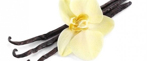 Foto - Tatlı isteğinizi vanilya çayıyla bastırın!