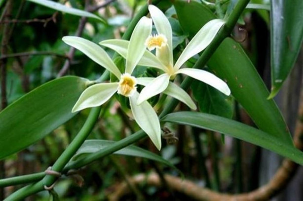 Foto - Tatlı isteğinizi vanilya çayıyla bastırın!