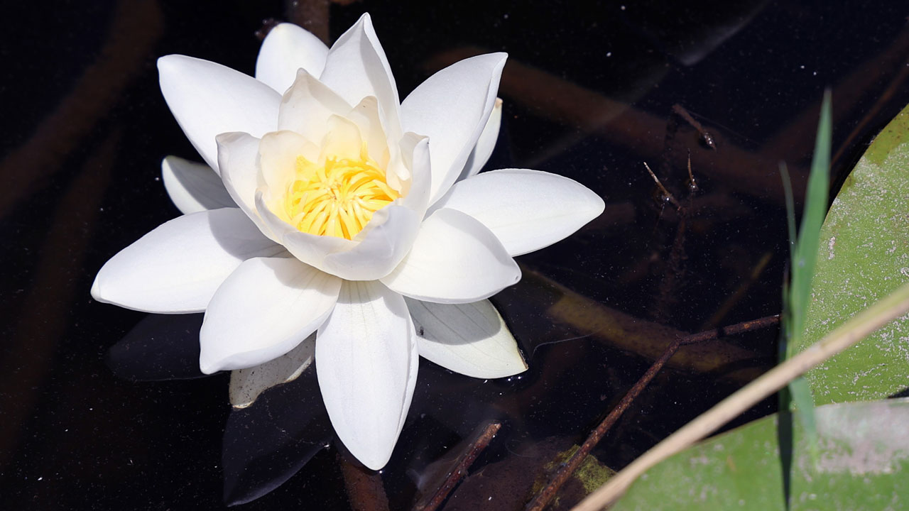 Tatlı, tuzlu ve kaplıca suyunda büyüyor! Bu çiçeğin dünyada benzeri yok