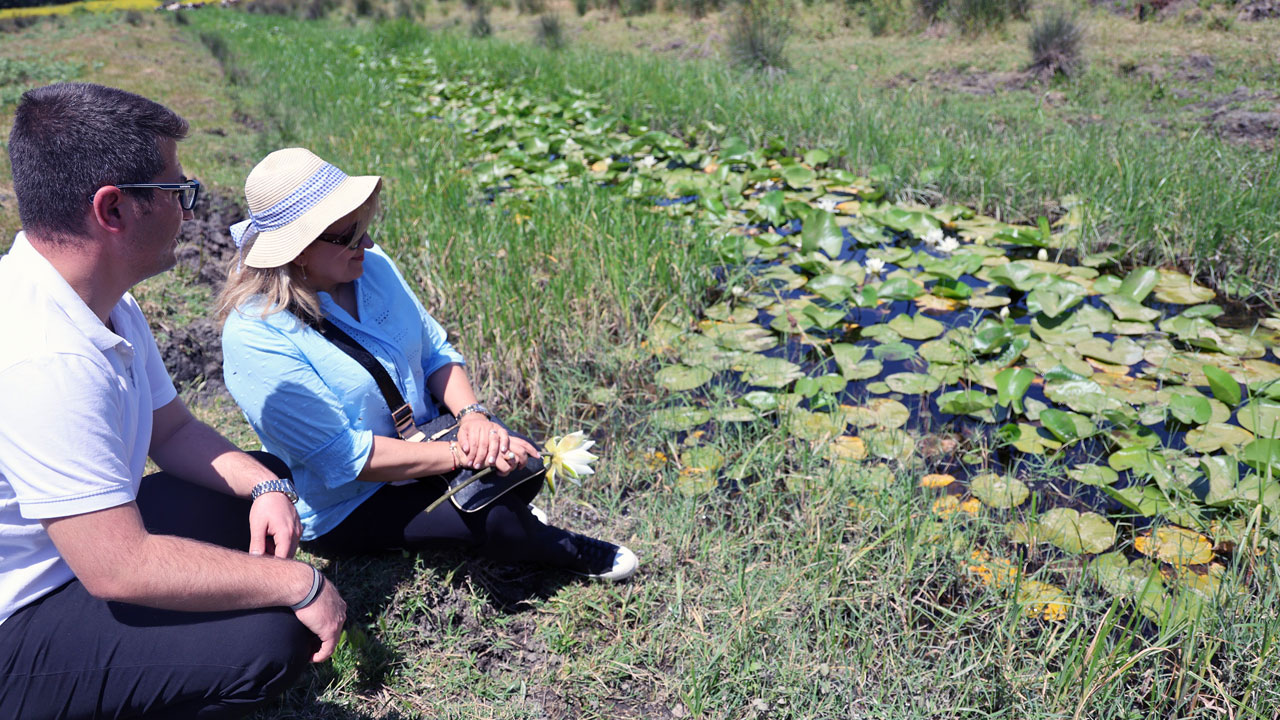Foto - Tatlı, tuzlu ve kaplıca suyunda büyüyor! Bu çiçeğin dünyada benzeri yok