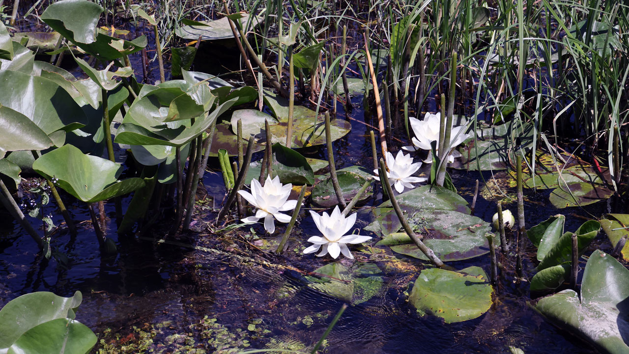 Foto - Tatlı, tuzlu ve kaplıca suyunda büyüyor! Bu çiçeğin dünyada benzeri yok