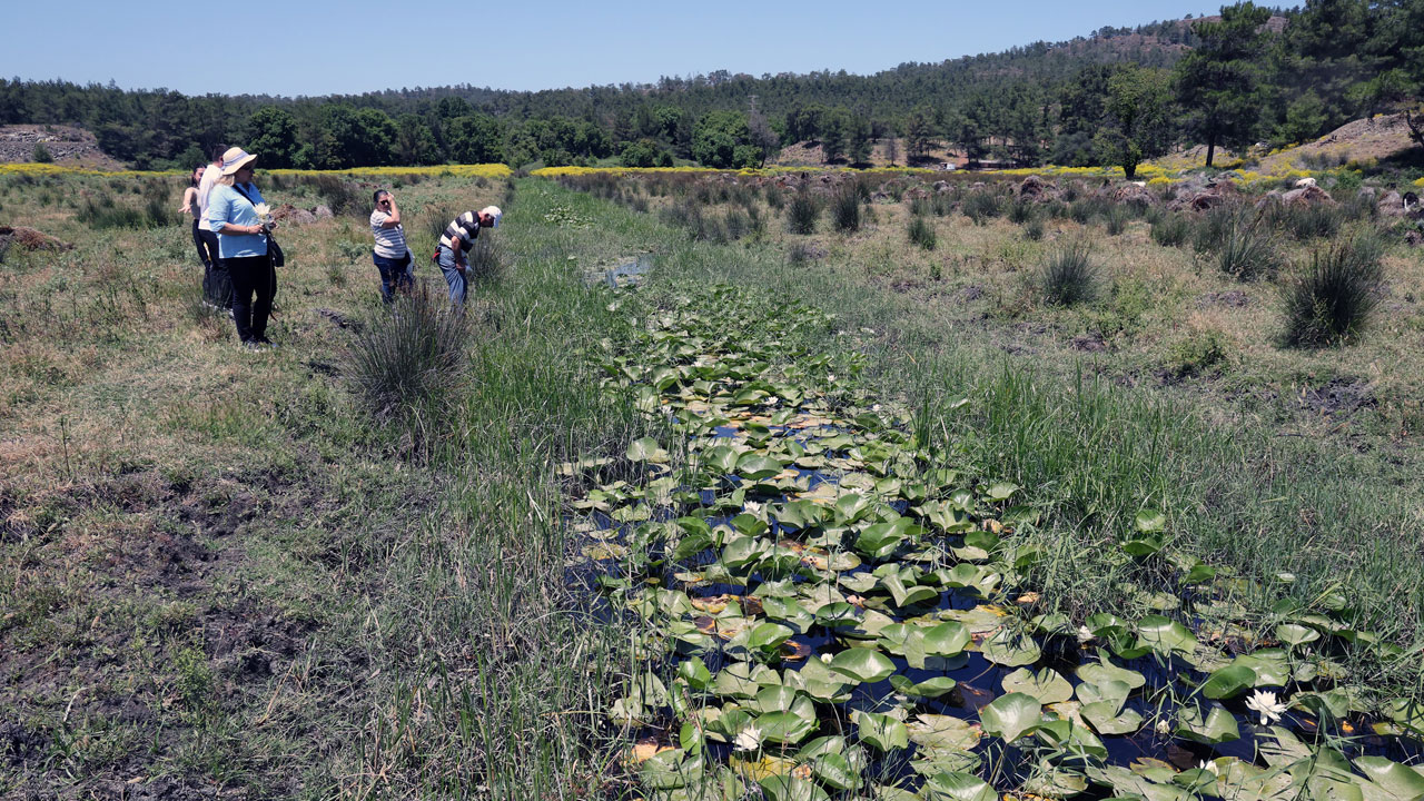 Foto - Tatlı, tuzlu ve kaplıca suyunda büyüyor! Bu çiçeğin dünyada benzeri yok