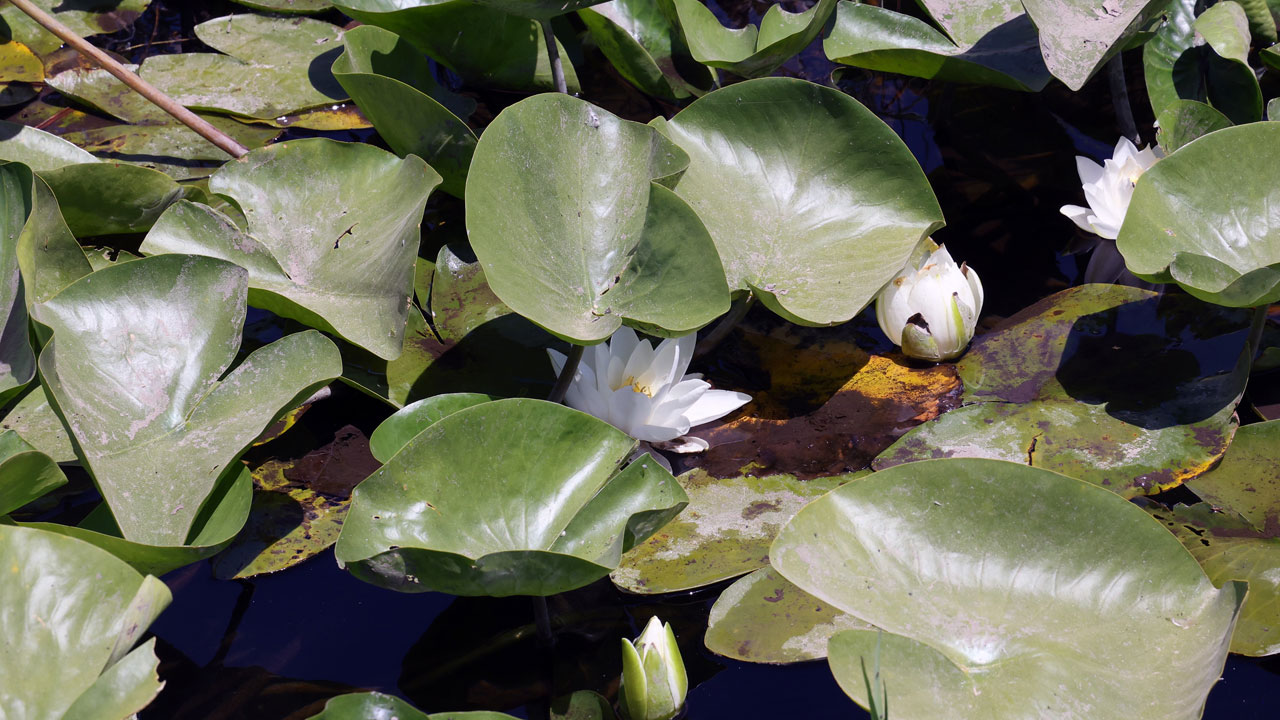 Foto - Tatlı, tuzlu ve kaplıca suyunda büyüyor! Bu çiçeğin dünyada benzeri yok