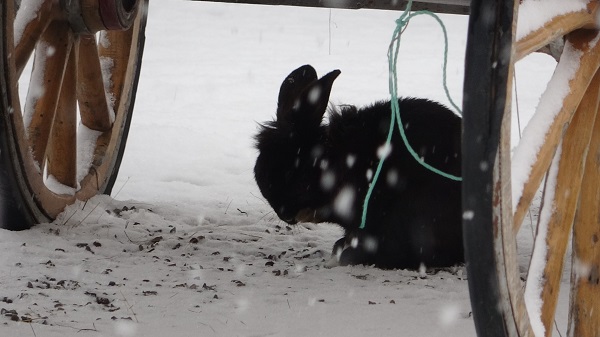 Foto - Tavşanlar karın keyfini çıkardı