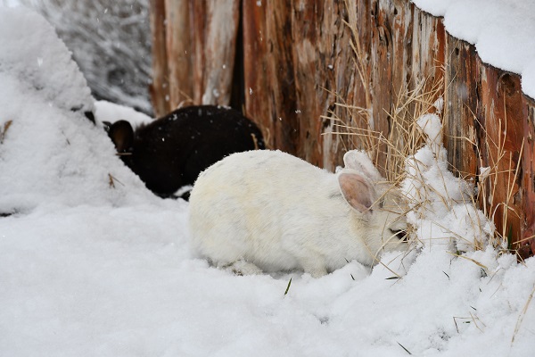 Foto - Tavşanlar karın keyfini çıkardı