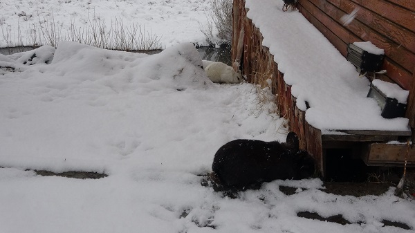 Foto - Tavşanlar karın keyfini çıkardı