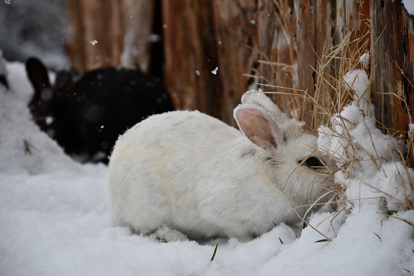 Foto - Tavşanlar karın keyfini çıkardı