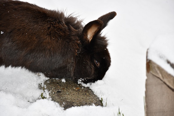 Foto - Tavşanlar karın keyfini çıkardı