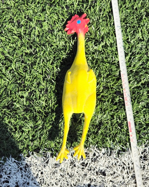 Foto - Tavuğu 35 metre fırlattı! Guinness rekoru Türkiye'de kırıldı