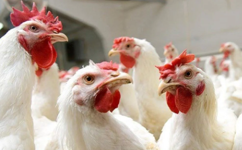 Foto - Tavuk gıdaklamasını tercüme ettiler