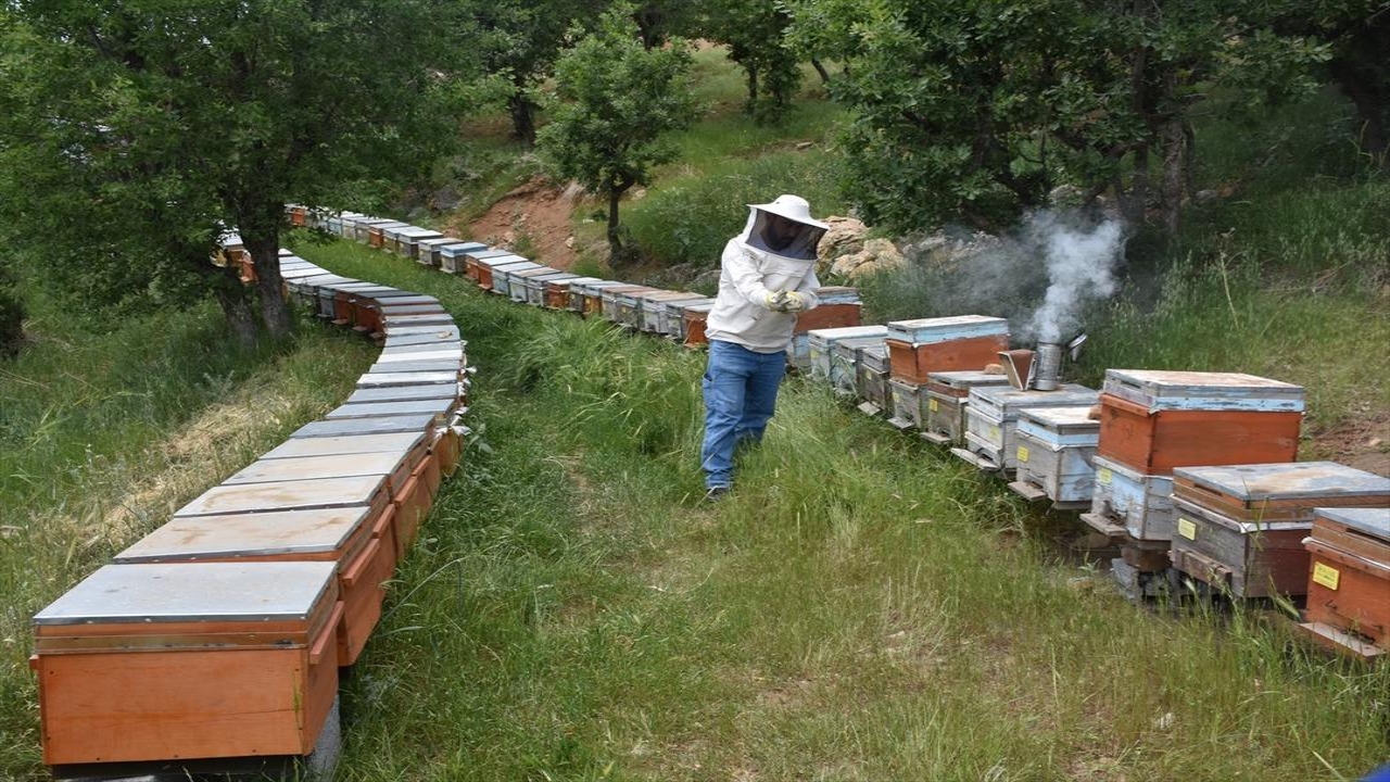 Foto - Tayin ile o şehre geldi, hayatı değişti! O ürünü yetiştiriyor, kargo ile bütün dünyaya gönderiyor! Çılgınlar gibi talep var