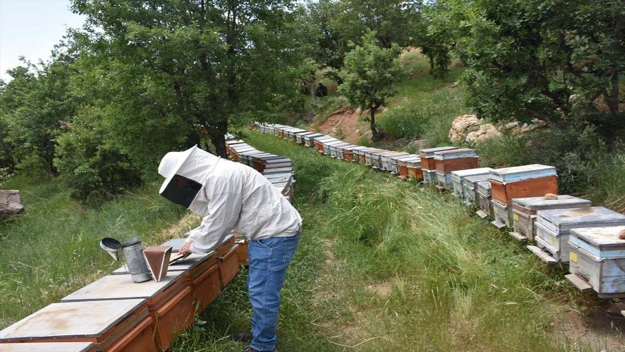 Foto - Tayin ile o şehre geldi, hayatı değişti! O ürünü yetiştiriyor, kargo ile bütün dünyaya gönderiyor! Çılgınlar gibi talep var