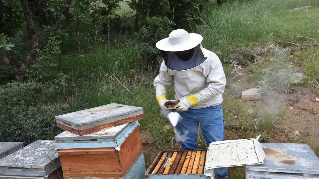 Foto - Tayin ile o şehre geldi, hayatı değişti! O ürünü yetiştiriyor, kargo ile bütün dünyaya gönderiyor! Çılgınlar gibi talep var
