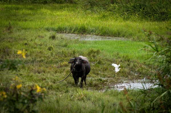 Foto - Tayland’da Müslümanların günlük hayatı
