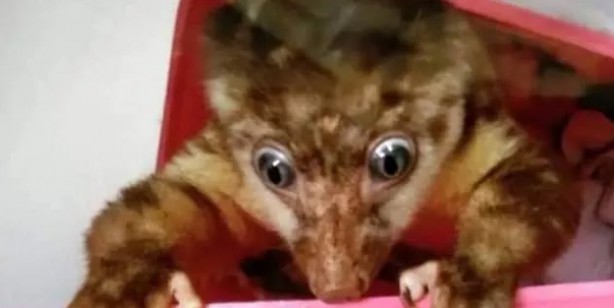 Foto - Tayland’dan Hindistan’a giden yolcunun bavulundan çıkanları görünce çok şaşıracaksınız! Canlı hayvan...